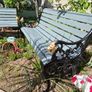 Garden Bench  Lion Design restored seat outside outdoor garden sitting cast iron treated timber decorations, furniture patio  decking, great present ignore flowers pots plants, garden statue chair  swing patio table heater bbq hammock sun outdoor liv Image 4