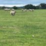 Store lambs Image 7