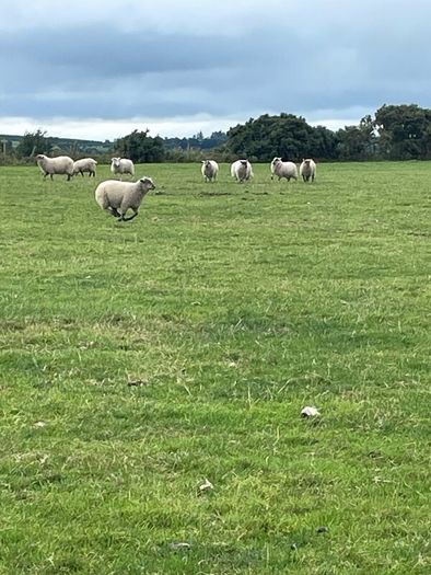 Store lambs