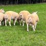 Texel ram lambs Image 10