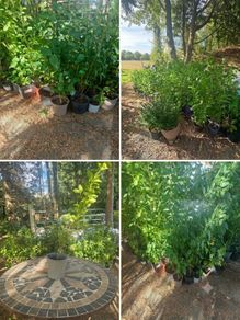 Potted Griselin Hedging - Potted x100