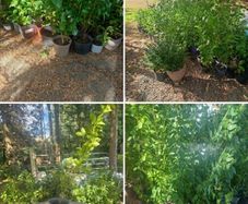 Potted Griselin Hedging - Potted x100