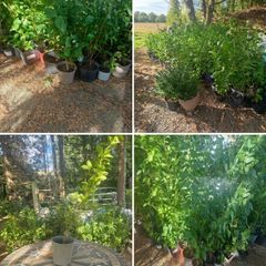 Potted Griselin Hedging - Potted x100