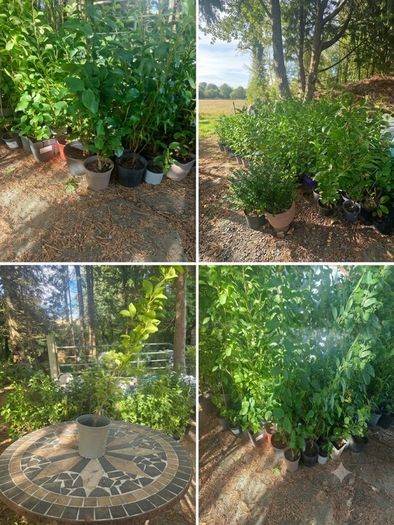 Potted Griselin Hedging - Potted x100