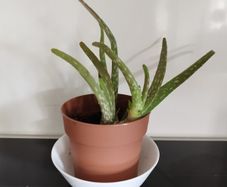 Aloe Vera Plant