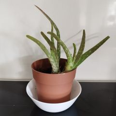 Aloe Vera Plant