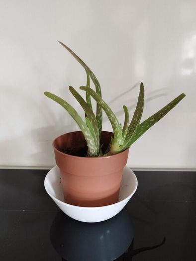 Aloe Vera Plant