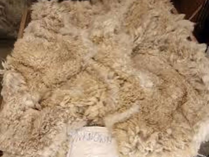 Alpaca fleece