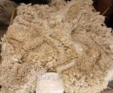 Alpaca fleece
