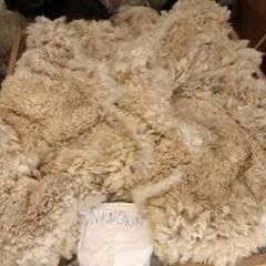 Alpaca fleece