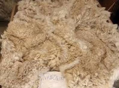 Alpaca fleece