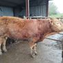 Bull Image 9
