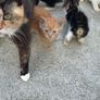 kittens Image 5