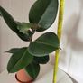 Indoor Plant Image 7