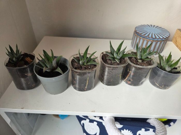 Succulents