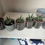 Succulents Image 3
