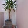 indoor plant Image 2