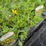 Trailing Basket Plants Image 6