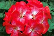 (G) Geranium seeds Bright Eyes F1 10s (456308)