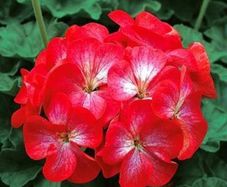 (G) Geranium seeds Bright Eyes F1 10s (456308)