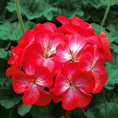 (G) Geranium seeds Bright Eyes F1 10s (456308)
