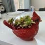 plant Image 6