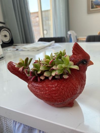 plant