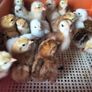 Day old chicks Image 2