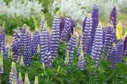 Lupins seeds (mostly blue/purple)