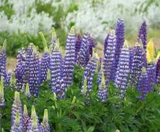 Lupins seeds (mostly blue/purple)