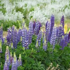 Lupins seeds (mostly blue/purple)