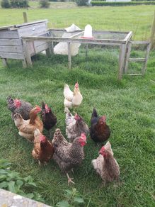 Coops and hen's