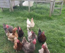 Coops and hen's