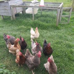 Coops and hen's