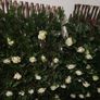 Artificial trellis with flowers (white roses) Image 7