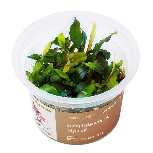 Aqua-Art Bucephalandra, Anubias ect aquarium in vitro plants