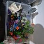 fish Image 2