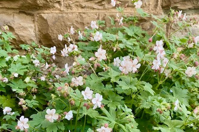 Offshoots, Divisions and Seedlings