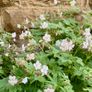 Offshoots, Divisions and Seedlings Image 9