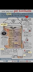 Organic Kombucha SCOBY and starter tea