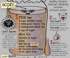 Organic Kombucha SCOBY and starter tea