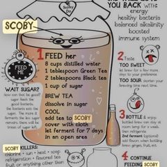 Organic Kombucha SCOBY and starter tea