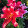 All Plants 5 Euro including rare varieties Image 6