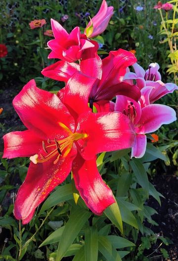 All Plants 5 Euro including rare varieties