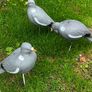 decoys Image 3