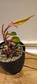 Philodendron Painted Lady - updated photos