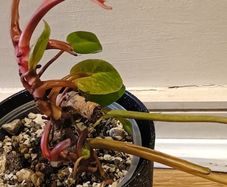 Philodendron Painted Lady - updated photos