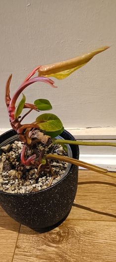 Philodendron Painted Lady - updated photos
