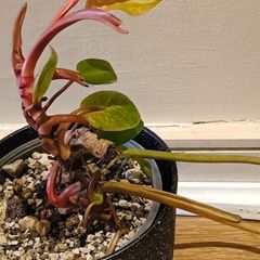 Philodendron Painted Lady - updated photos
