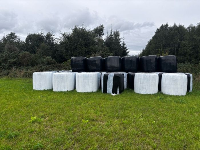 Red Clover Silage
